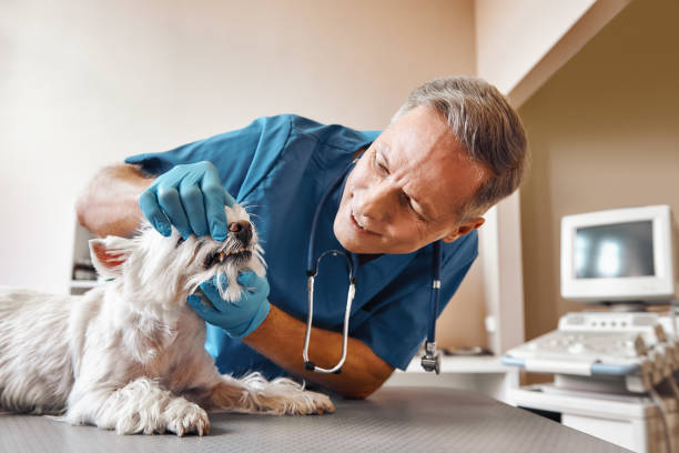 Best Emergency Dental Services for Seniors in Charleston, WV